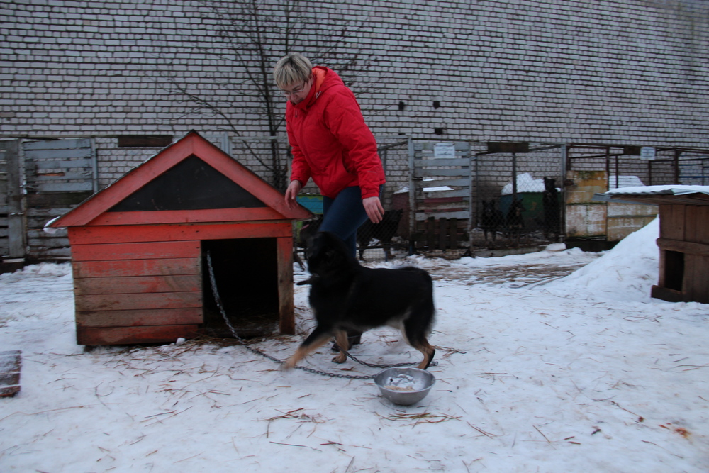 Названа причина пожара в приюте для животных “Право на жизнь” под Костромой