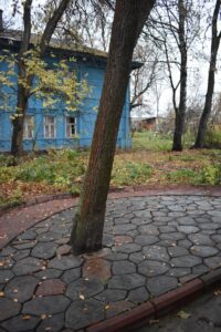 замуровали дерево