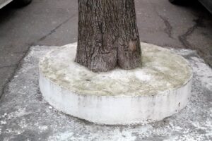 замуровали дерево кострома