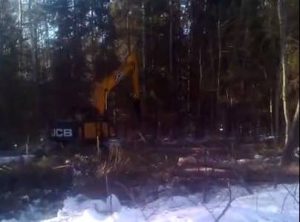 Экопоселенцы под Костромой выставили «живой щит» против лесорубов