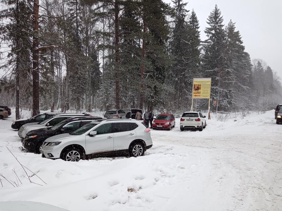 Туристы под Костромой пострадали от лесоповала у лосефермы