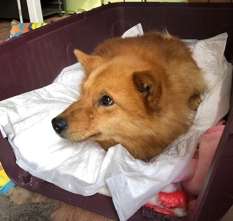 В Костроме объявили сбор на спасение искалеченной собаки