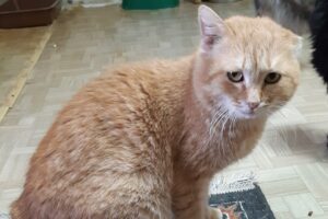 Кот Вася Беленогов