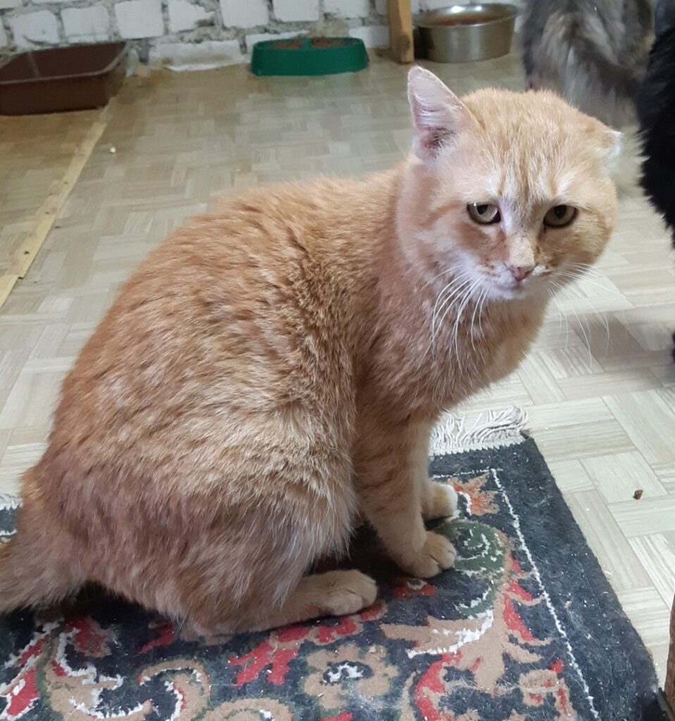 Бездомного кота в Костроме назвали фамилией Героя Советского Союза