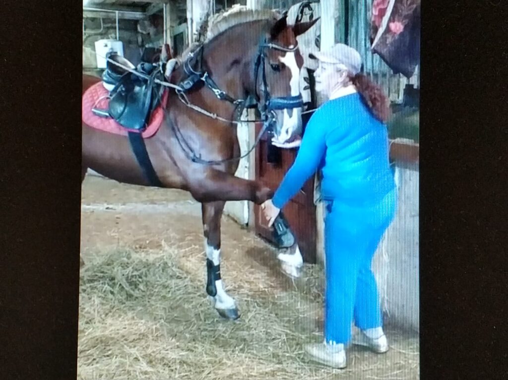 Коронавирус лишил пропитания костромских лошадей