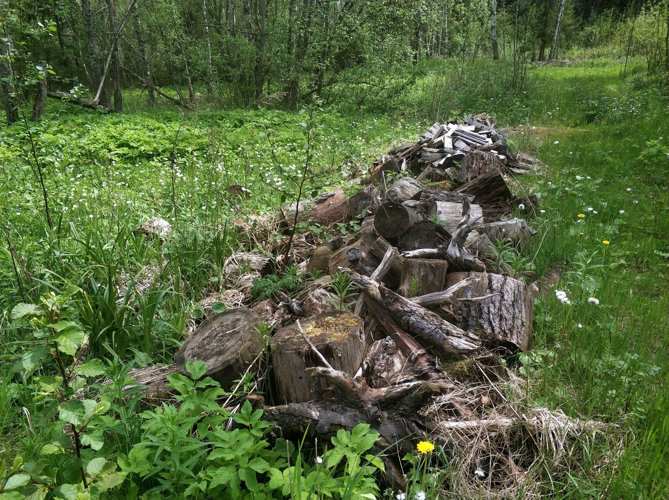 Костромичи идентифицировали особняки возле разрушенного санатория